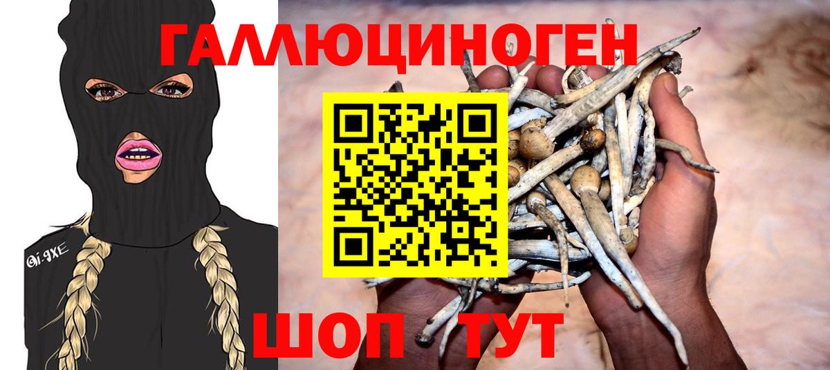 Псилоцибиновые грибы Psilocybe Ртищево